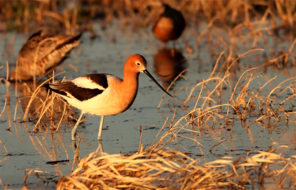 American Avocet Huron Wetland Management District, South Dakota