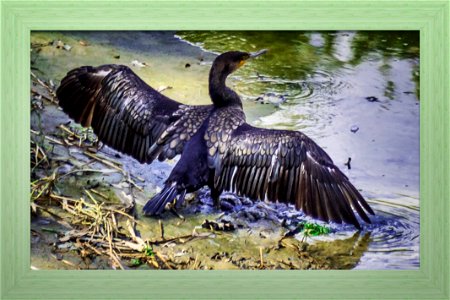 Cormorant