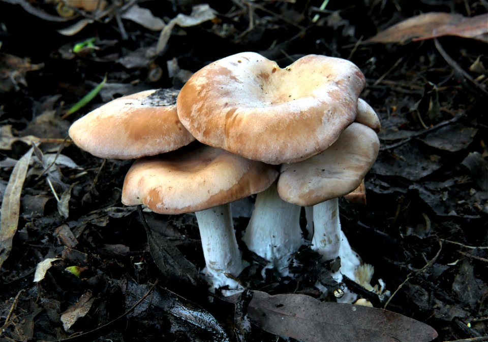 Lactarius alnicola, photo