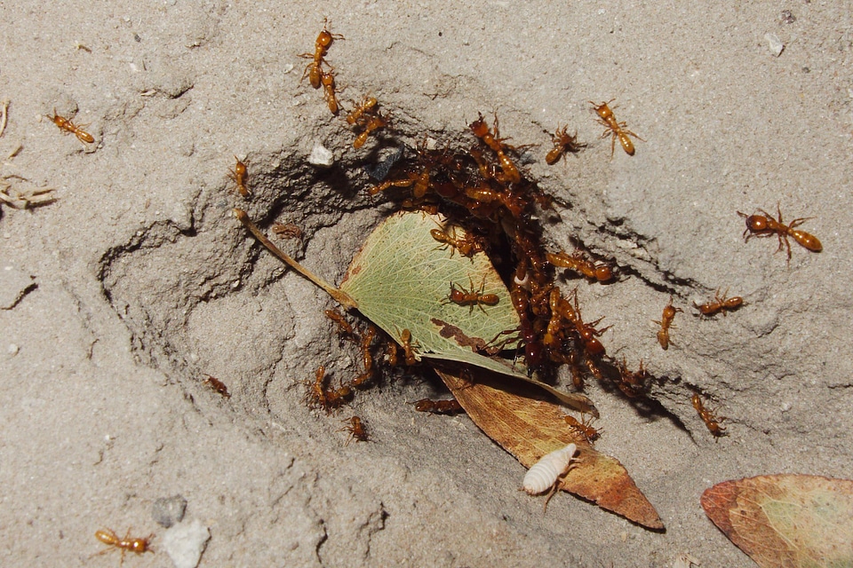 Hole ants nature