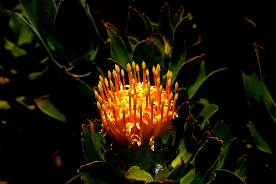 UC Santa Cruz Arboretum