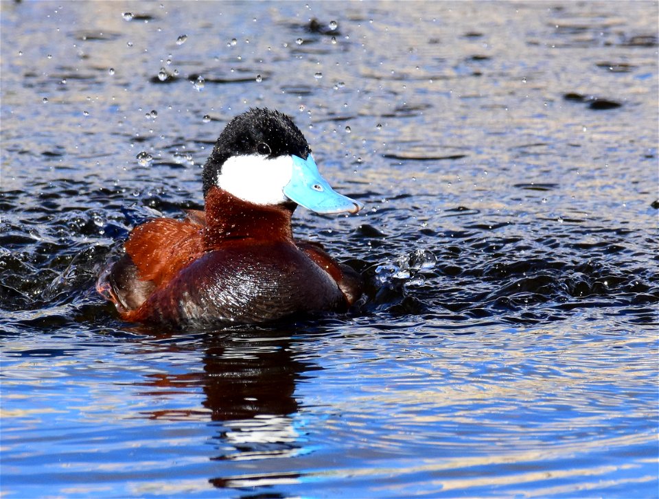 Ruddy duck at Seedskadee National Wildlife Refuge