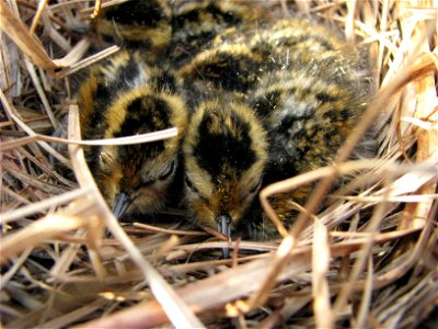 Phalarope chick close-up photo