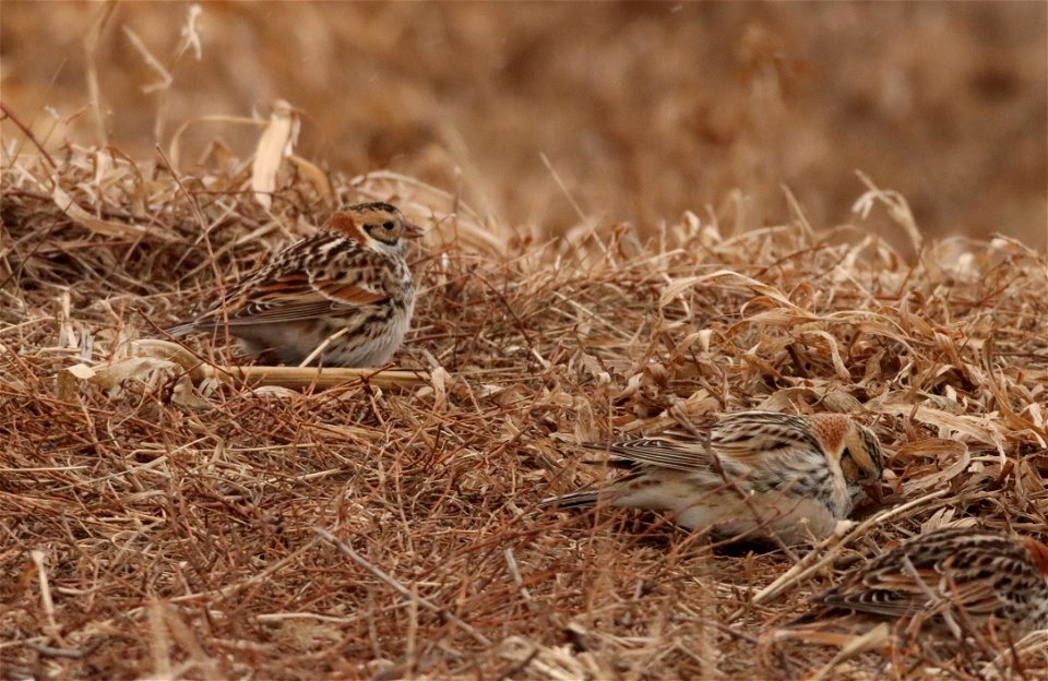Lapland Longspurs Huron Wetland Management District