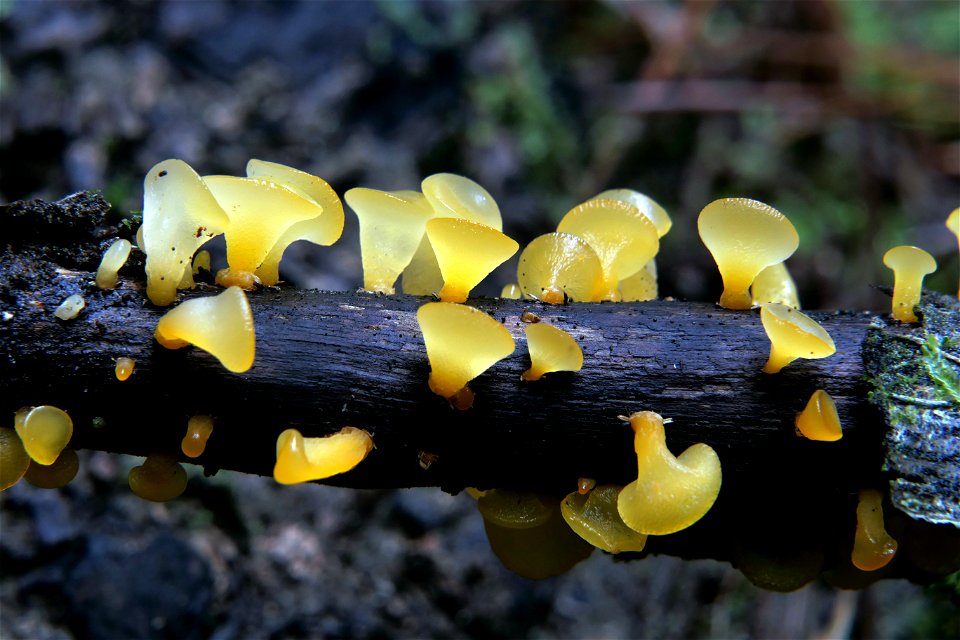 Guepiniopsis alpina, photo