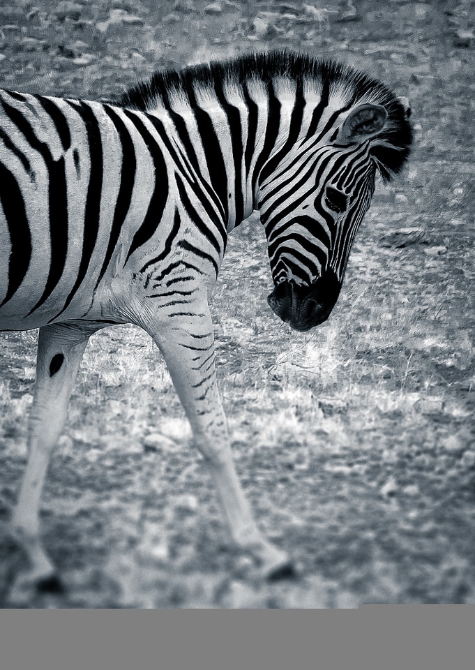 Animal zebra nature