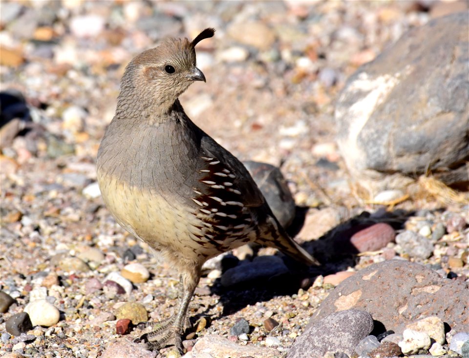 Gambel's quail in Arizona