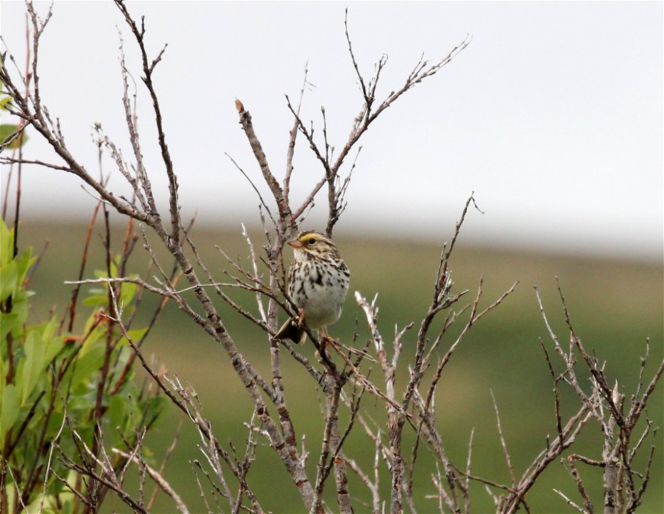 Savannah Sparrow photo