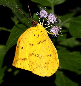 SULPHUR, ORANGE-BARRED (Phoebus philea) (01-06-2022) the butterfly center, mission, hidalgo co, tx -01