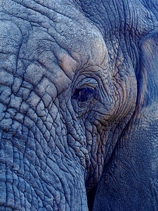 Elephant animal weathered