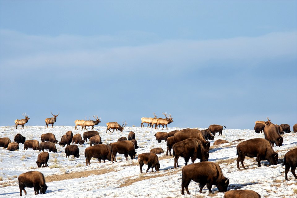 Elk & Bison on the National Elk Refuge