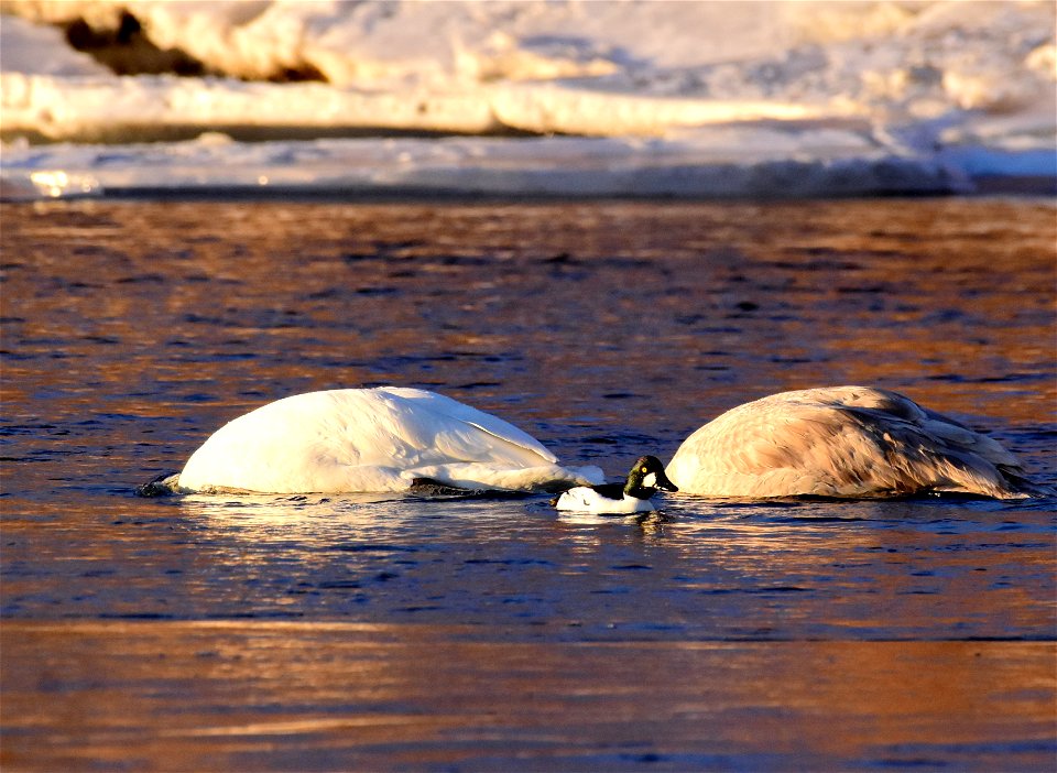 Trumpeter swans at Seedskadee National Wildlife Refuge