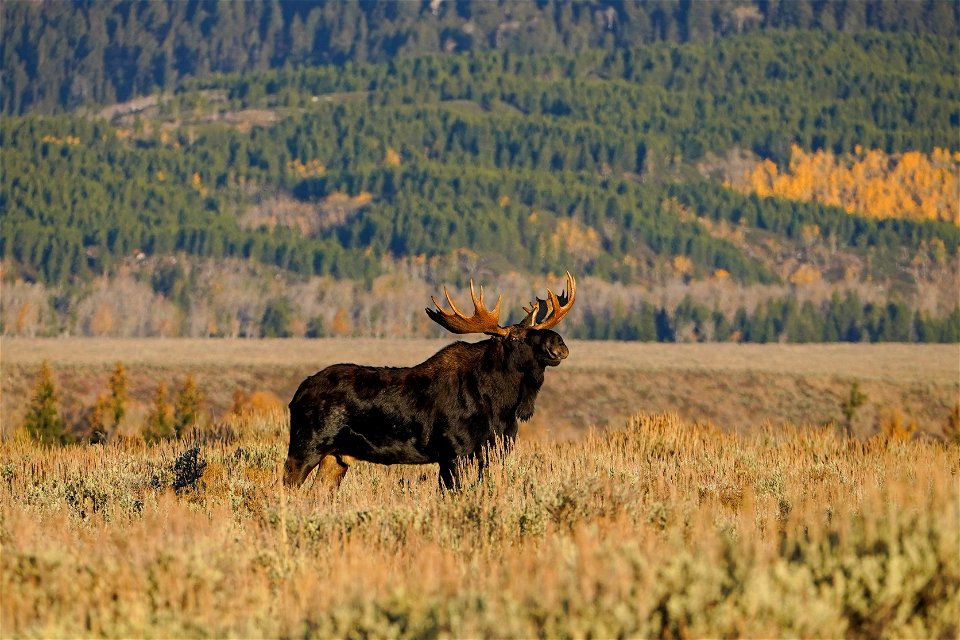 Moose