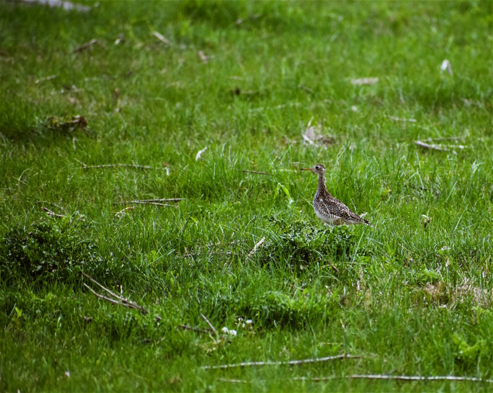 Upland Sandpiper on Grasslands Lake Andes Wetland Management District South Dakota