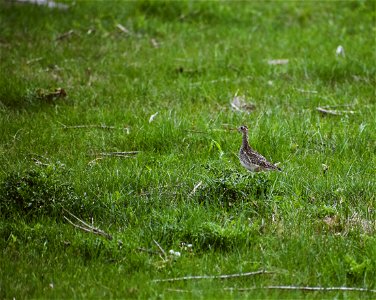 Upland Sandpiper on Grasslands Lake Andes Wetland Management District South Dakota photo