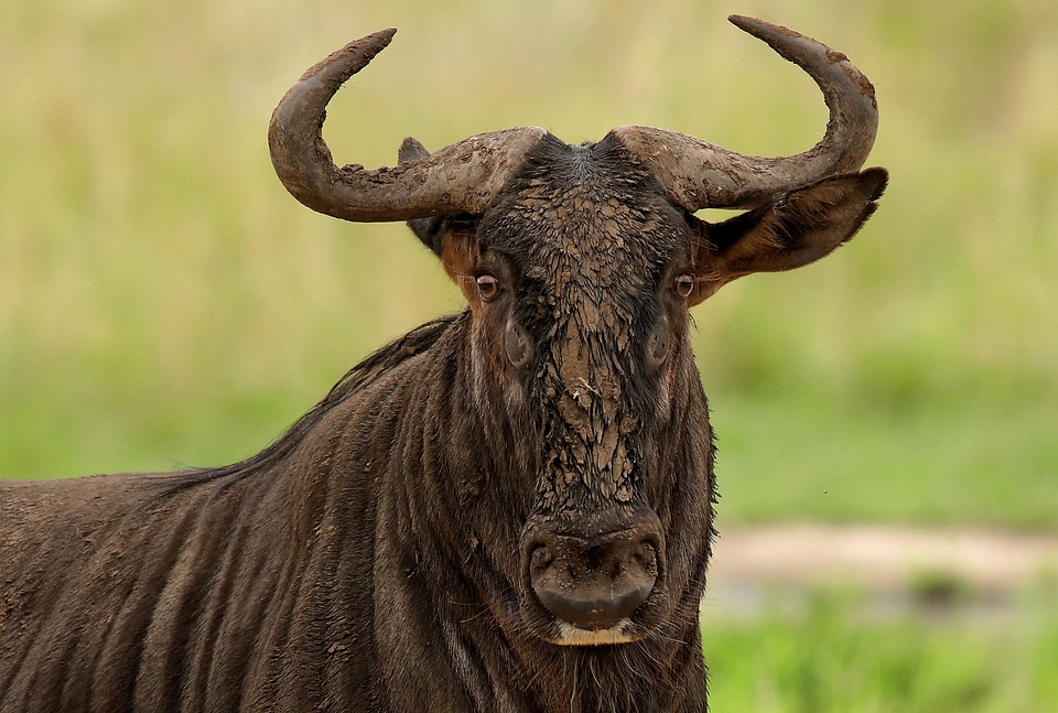Animal wildebeest gnu