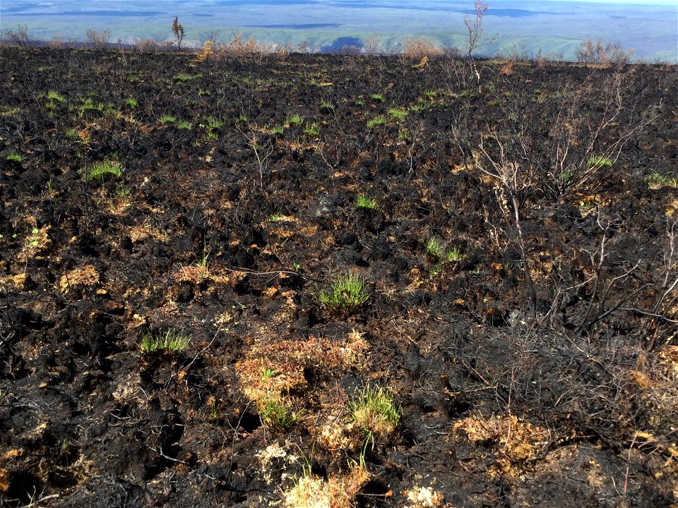 2021 USFWS Fire Employee Photo Contest Category: Animals and Vegetation