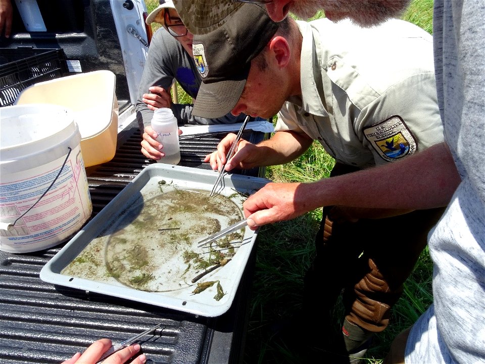 Invertebrate Sampling