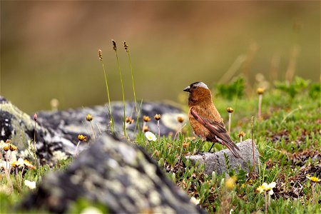 Gray-crowned rosy finch in the subalpine tundra