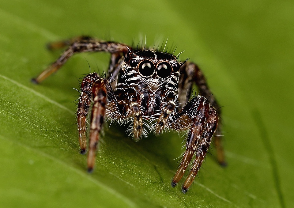 Animal spider wildlife