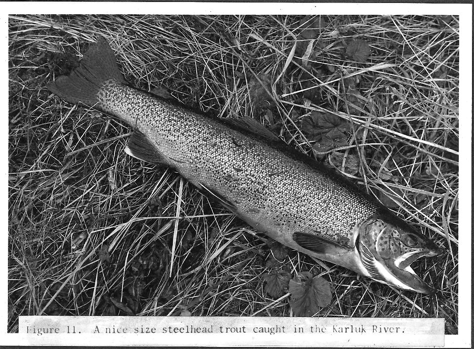 (1965) Steelhead photo