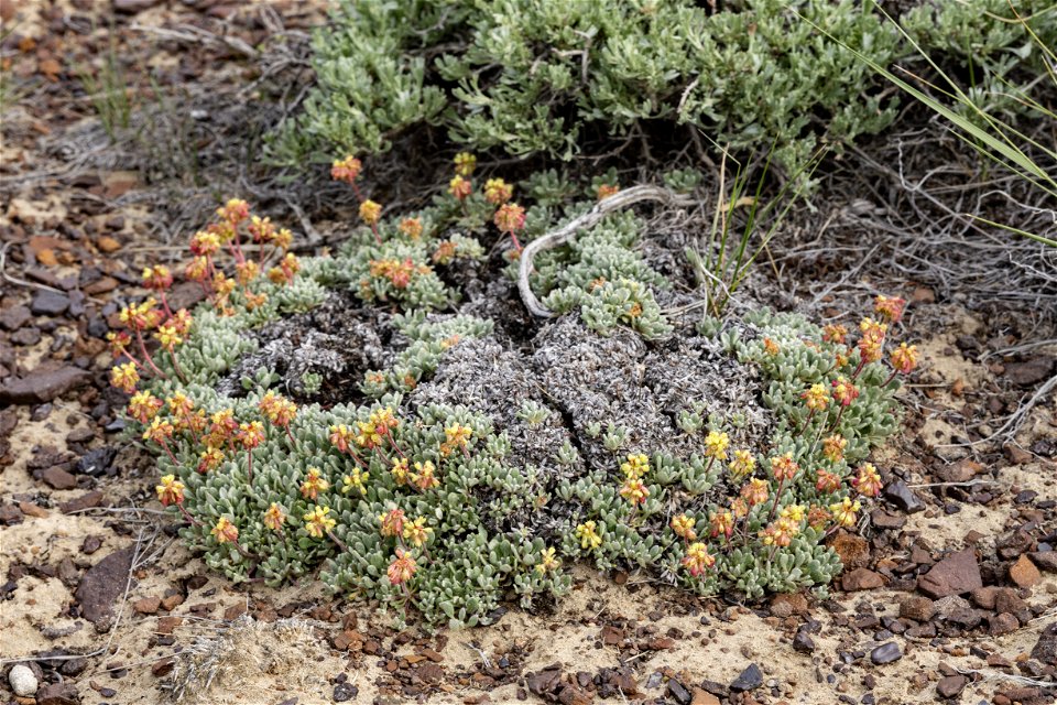 Eriogonum caespitosum