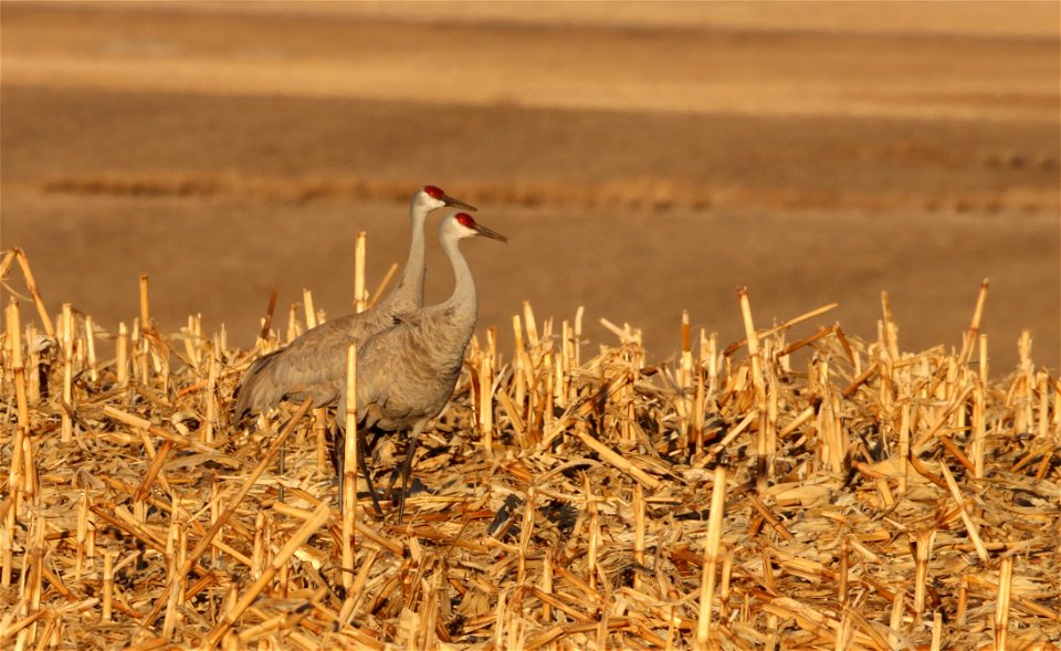 Sandhill Cranes Huron Wetland Management District South Dakota