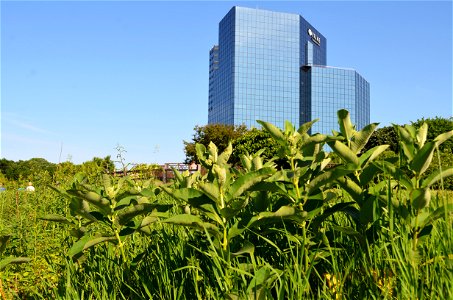 Common milkweed growing near a business