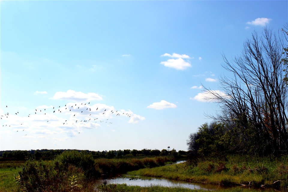 Sandhill Cranes at Allegan State Game Area Fennville Farm in Michigan