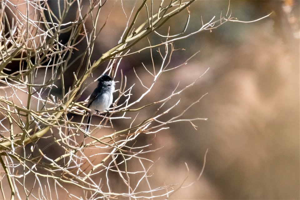 Black-tailed Gnatcatcher (Polioptila melanura)