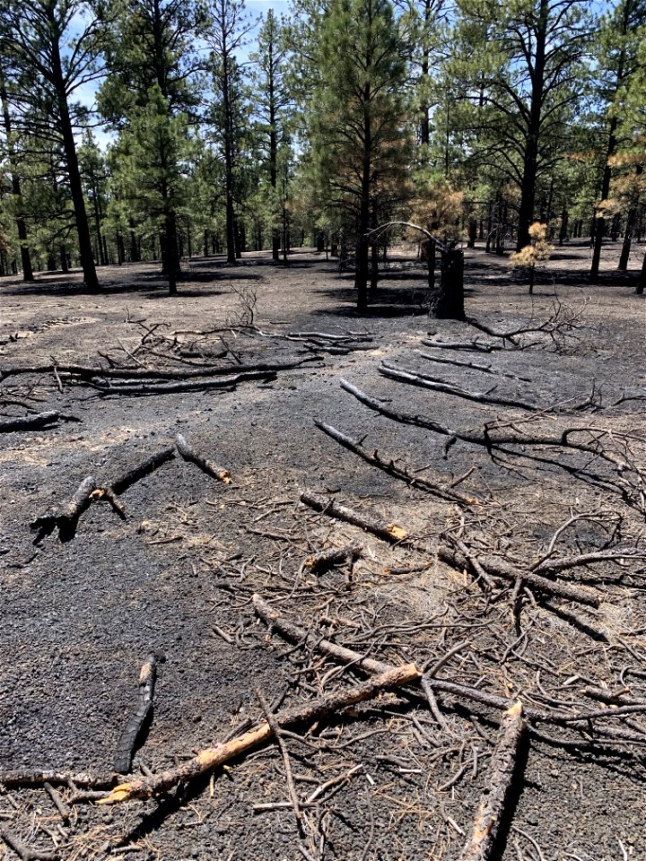 TunnelFireBAER20220340_low_burn_severity near Bonito Group Campground_christiano