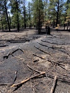 TunnelFireBAER20220340_low_burn_severity near Bonito Group Campground_christiano