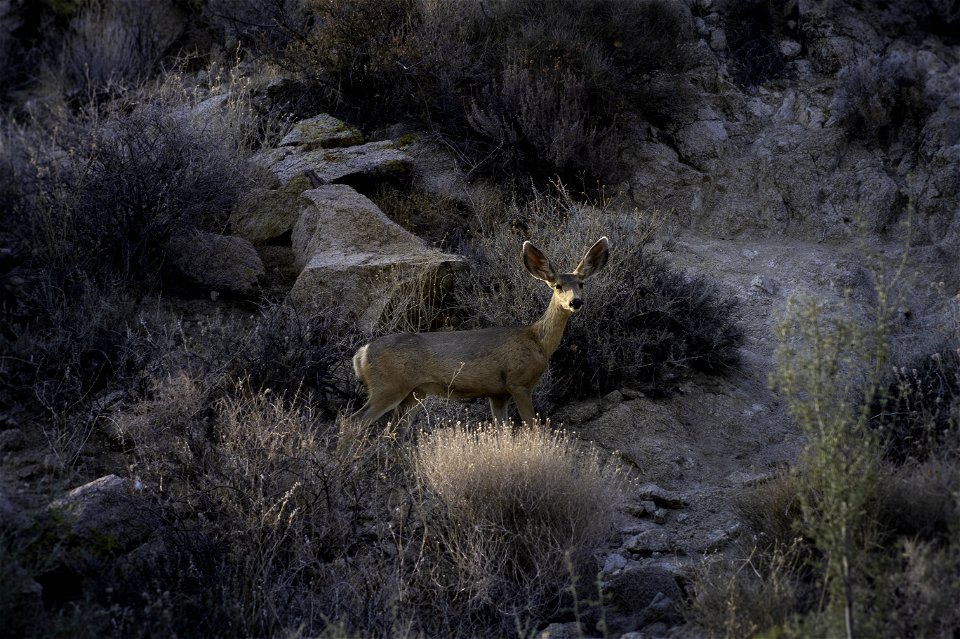 Southern mule deer (Odocoileus hemionus fuliginatus) near Cottonwood Springs