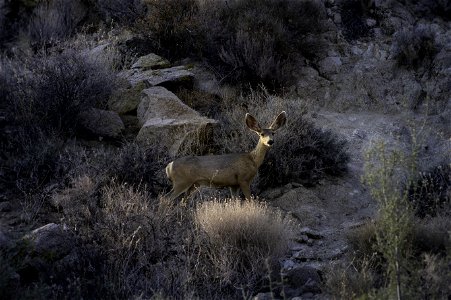 Southern mule deer (Odocoileus hemionus fuliginatus) near Cottonwood Springs photo