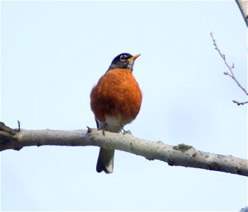 American Robin