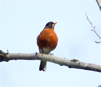 American Robin photo