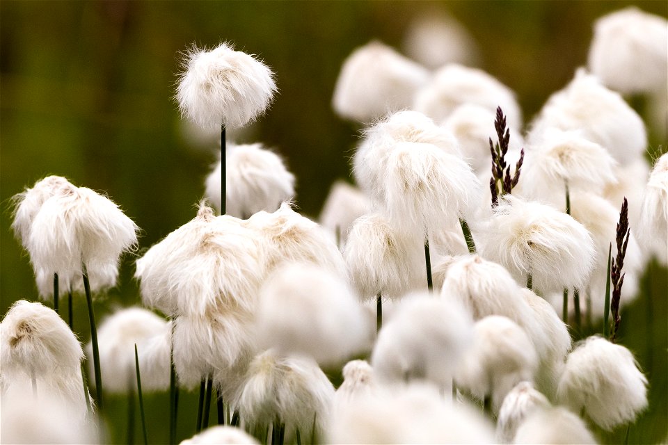 Alaska cottongrass