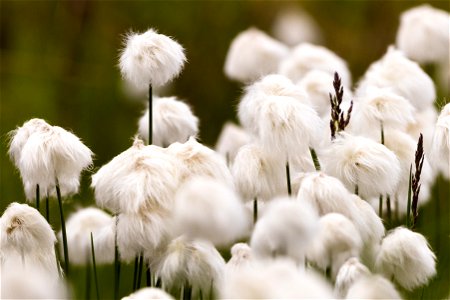 Alaska cottongrass