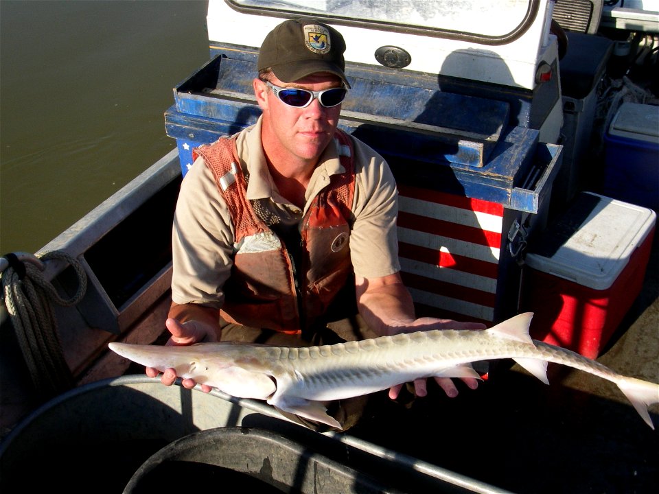 Pallid Sturgeon photo