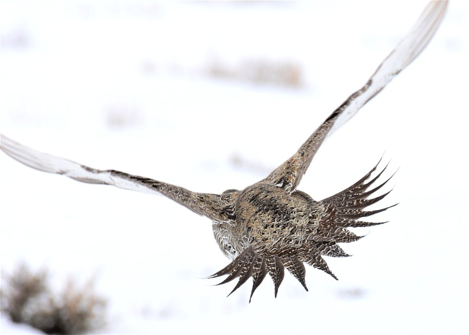 Greater sage-grouse on Seedskadee National Wildlife Refuge