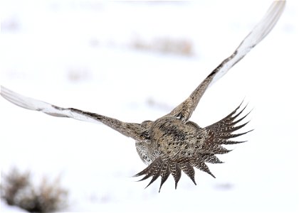 Greater sage-grouse on Seedskadee National Wildlife Refuge photo