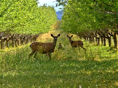 The Deer are Back