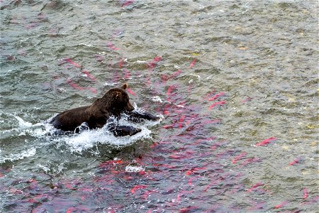 Bear fishing at Crosswinds - NPS/Lian Law