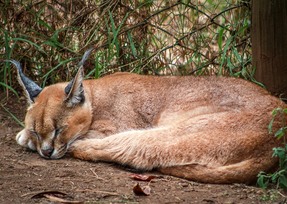 Animal caracal cat