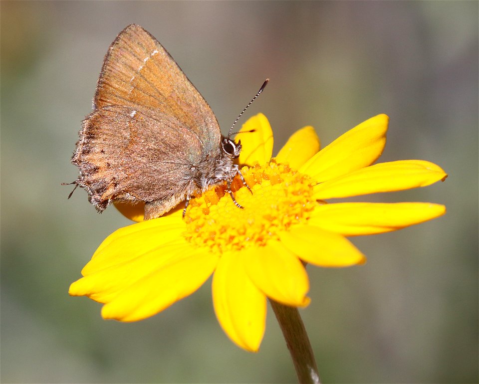 HAIRSTREAK, NELSON'S JUNIPER (Callophrys gryneus nelsoni) (6-16-2021) approx 4200 ft, along ship mt rd, smith river n rec area, del norte co, ca -06