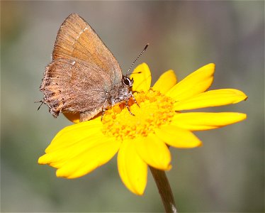 HAIRSTREAK, NELSON'S JUNIPER (Callophrys gryneus nelsoni) (6-16-2021) approx 4200 ft, along ship mt rd, smith river n rec area, del norte co, ca -06