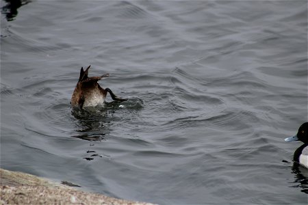 Bottoms Up Lake Andes National Wildlife Refuge South Dakota photo