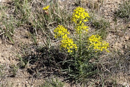 Erysimum asperum photo