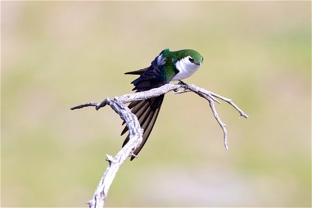 Violet-green swallow (Tachycineta thalassina) preening on a branch photo