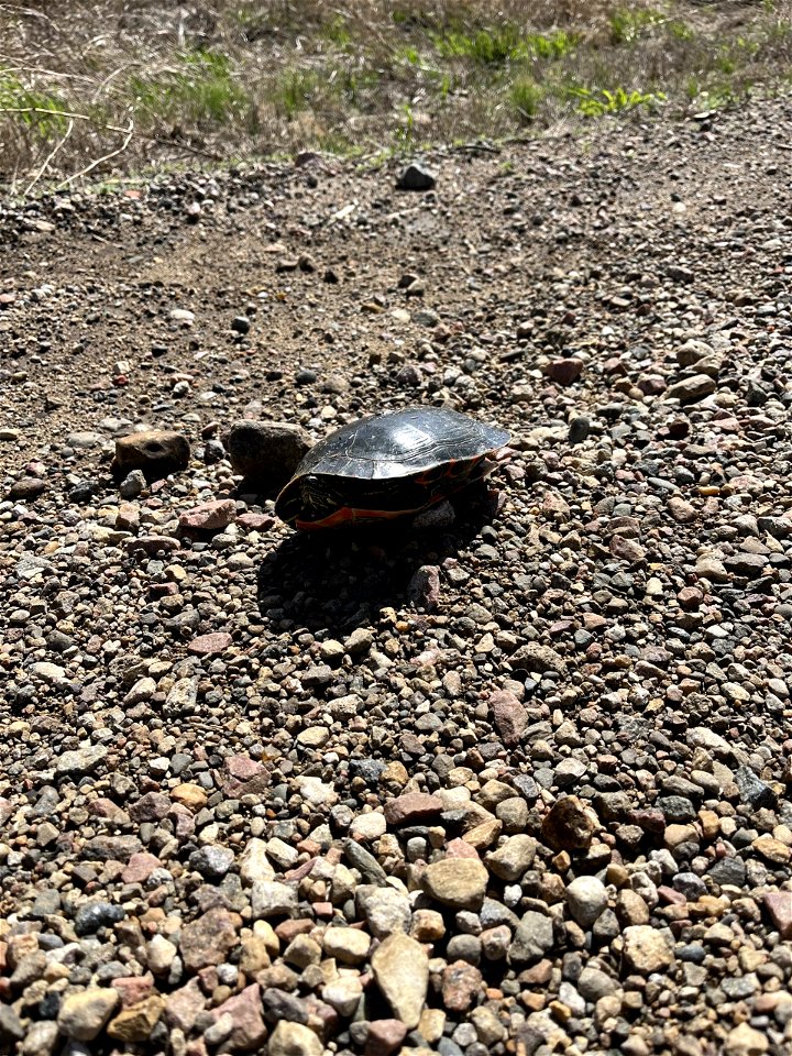 Painted Turtle Lake Andes Wetland Management District South Dakota photo